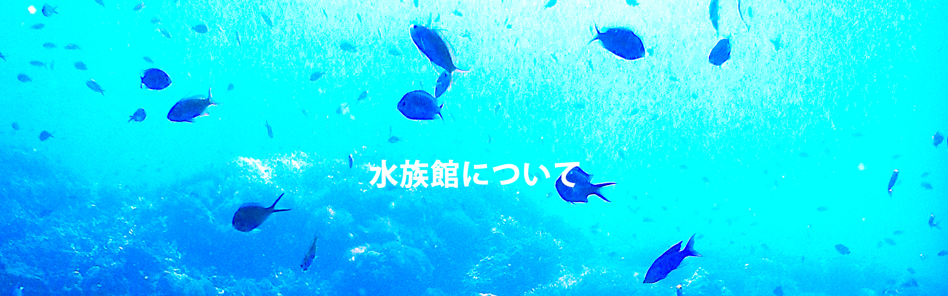  メインの画像１ 